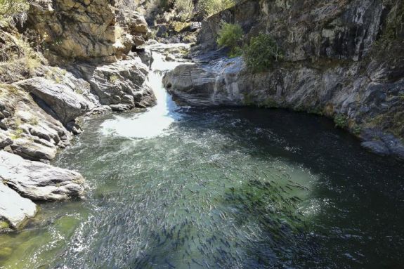 Butte Creek Spring Run Salmon. 